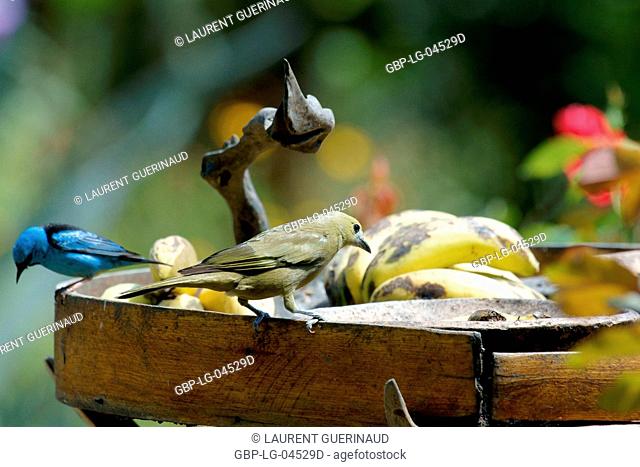 Bird, Leave-blue, Chapada Diamantina, Bahia, Brazil