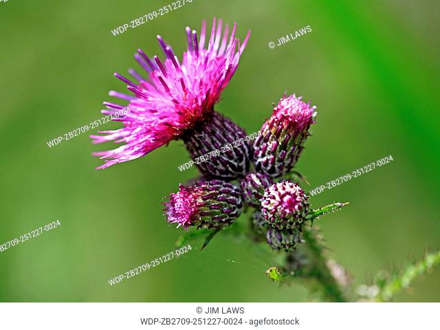 A close-up view of a Marsh Thistle flower head at Upton Fen, Norfolk, England, United Kingdom