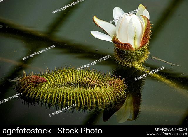 A blossom of Water Lily Victoria amazonica in the Botanic Gardens in Liberec on Monday, July 17, 2023. The plant is the largest species of water lilies