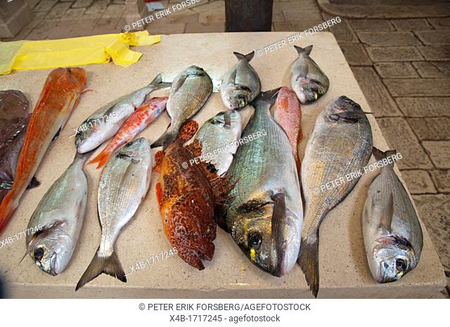 Local fish from the Adriatic sea in seafood market Grad the old town Split city Dalmatian coast Croatia Europe