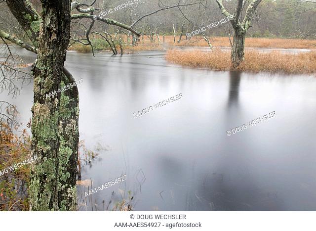 Red Maple Swamp (Acer rubra) NJ, Mullica River; Pinelands National Reserve