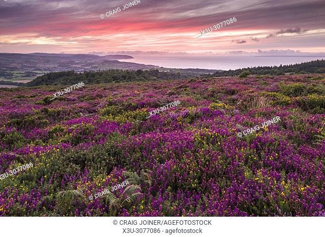 Bell heather and gorse in flower on Beacon Hill in the Quantock Hills in late summer with the Bristol Channel beyond. Weacombe, Somerset, England