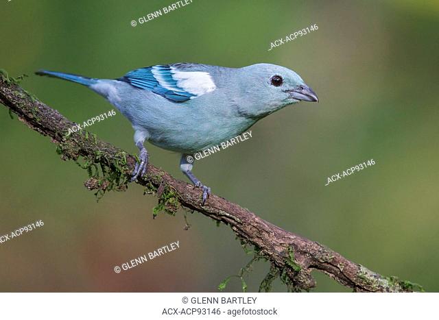 Blue-gray Tanager (Thraupis episcopus) perched on a branch in Manu National Park, Peru