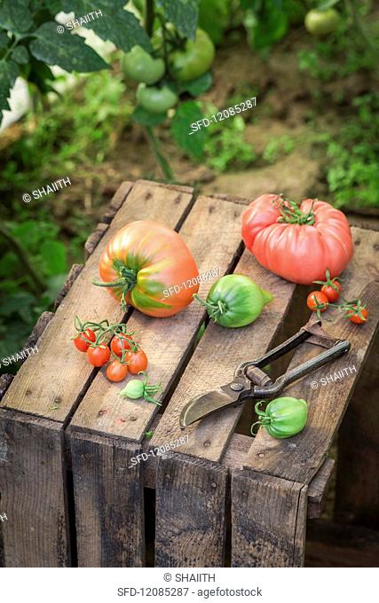 Assorted tomatoes on a wooden crate
