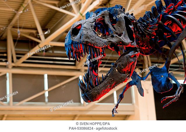 The sceleton of a Tyrannosaurus rex (T-rex) shines illuminated in blue and red light during the exhibition 'Munich Show Minerals Day' in Munich, Germany