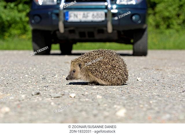 hedgehog the toll of the road