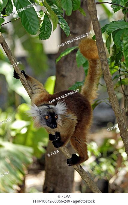 Black Lemur Lemur macaco adult female in tree, Nosy Komba, Madagascar