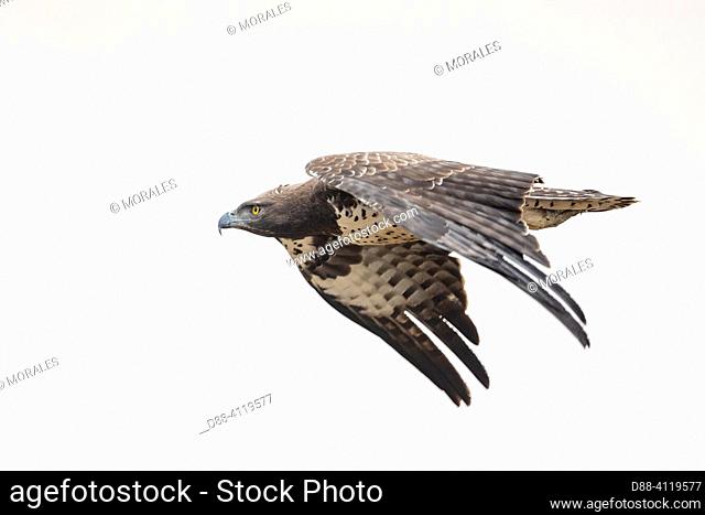 Africa, Zambia, South Luangwa natioinal Park, Martial Eagle (Polemaetus bellicosus), in flight