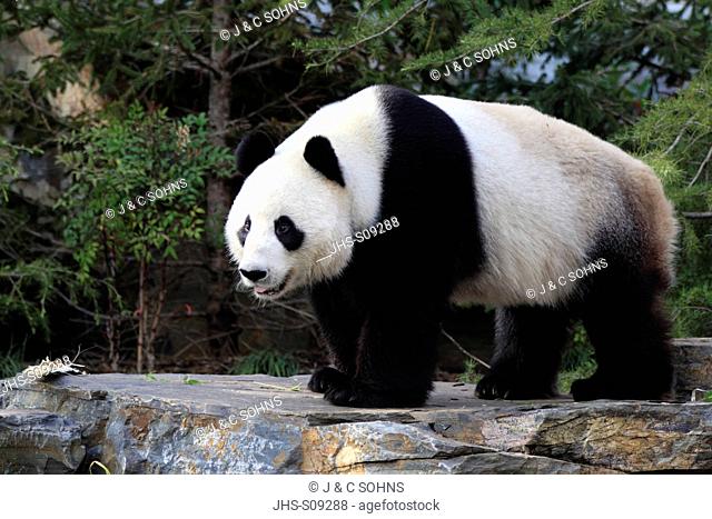 Giant Panda, Ailuropoda melanoleuca, Adelaide Zoo, South Austalia, Australia, adult