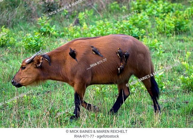 African forest buffalo (Syncerus caffer nanus) with yellow-billed oxpeckers (Buphagus africanus) clinging to its flanks, Parc de la Lekedi, Haut-Ogooue, Gabon