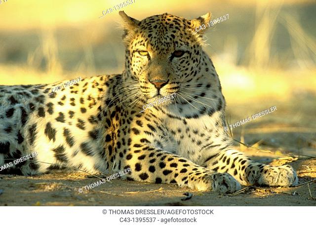 Leopard Panthera pardus - Resting female  Photographed in captivity in Namibia