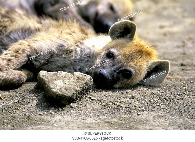 tanzania, ngorongoro crater, spotted hyaena hyena den, young