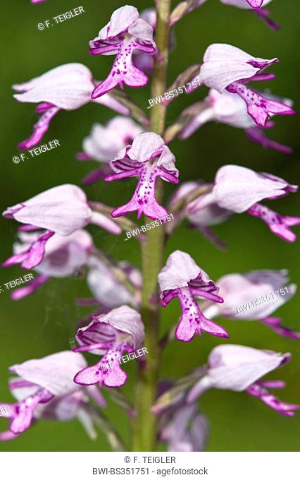 military orchid (Orchis militaris), inflorescence, Germany