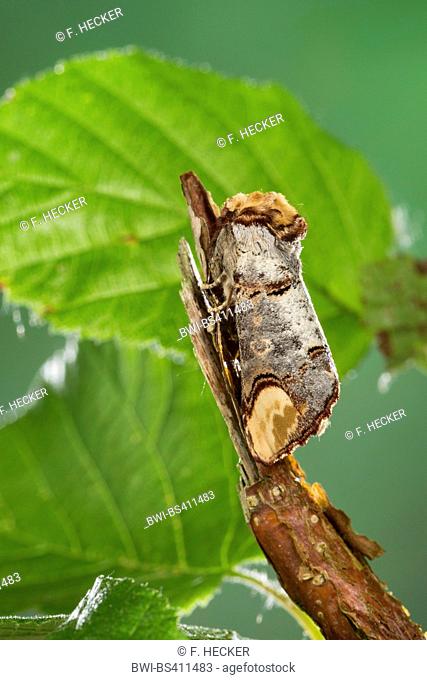 Buff-tip moth, Buff tip caterpillar (Phalera bucephala), well camouflaged on a twig, Germany