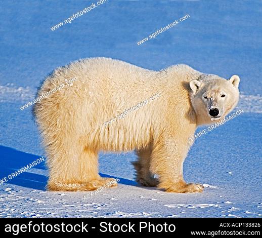 Polar Bear (Ursa maritimus) on sub-arctic Hudson Bay Churchill Manitoba Canada