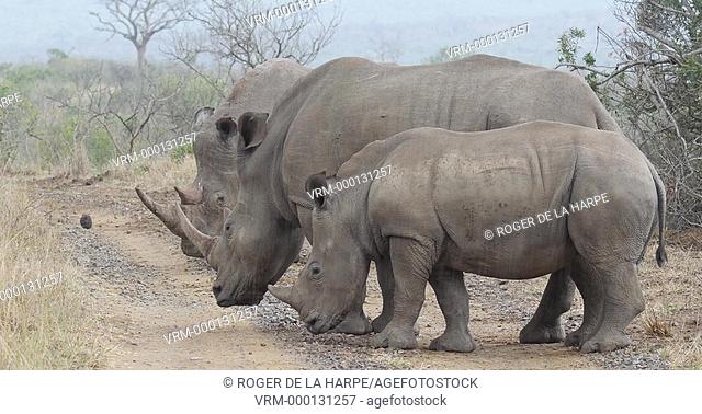 White Rhinoceros or Square-lipped Rhinoceros or rhino(Ceratotherium simum) bull interacting with cow and calf. Hluhluwe iMfolozi Park. KwaZulu Natal