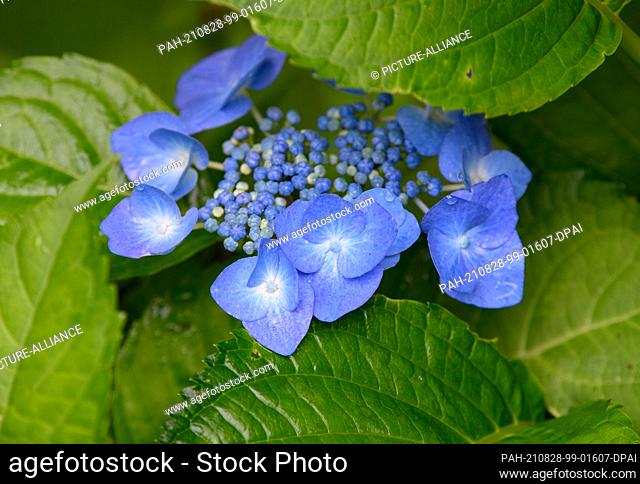 27 August 2021, Thuringia, Zella-Mehlis: Blue garden hydrangea grows in a garden among green leaves. The plant can be used as a hedge or ornamental shrub and...