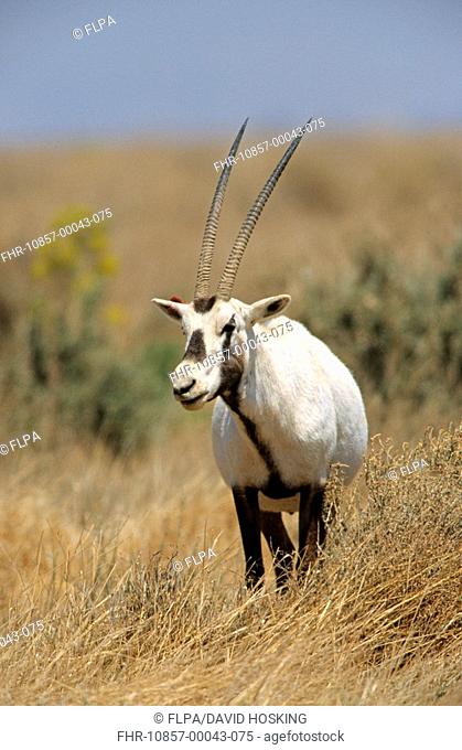 Arabian Oryx Oryx leucoryx adult, Shaumari, Jordan