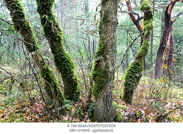 Garry Oak (Quercus garryana) trees on Mount Newton. Saanich, British Columbia, Canada, 24 March 2006