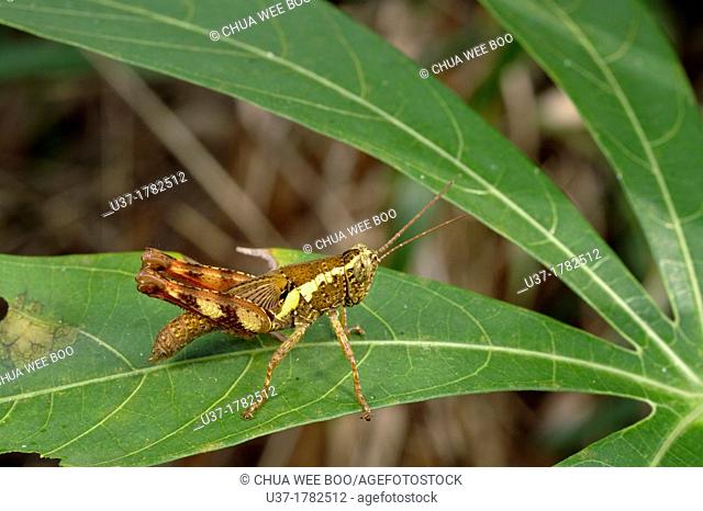 Grasshopper. Image taken at Kampung Satau, Singai, Sarawak, Malaysia