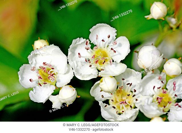 Common Pear, Pyrus communis blossoms against green leaves