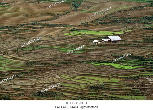 Paddy fields are flooded or irrigated arable land used for the growing of rice and other semiaqautic plants. Rice is the most consumed cereal grain in the world