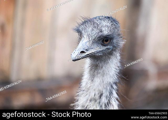 RUSSIA, KHERSON REGION - DECEMBER 11, 2023: An emu in the Askania Nova biosphere reserve. With a total area of 33, 307 hectares, of which more than 11
