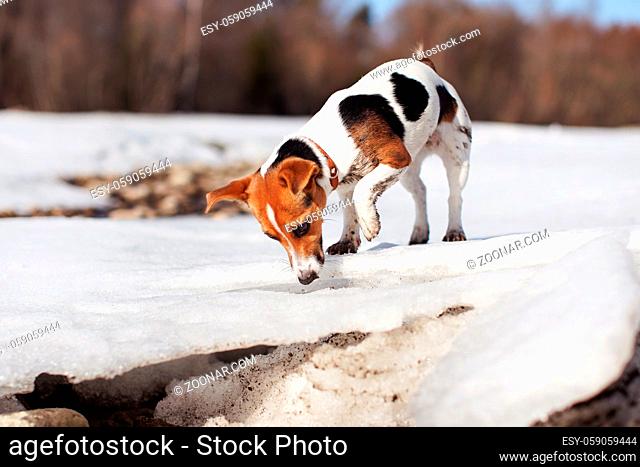 Small Jack Russell terrier playing on melting snow and ice by the river, exploring and curious, her legs dirty from mud