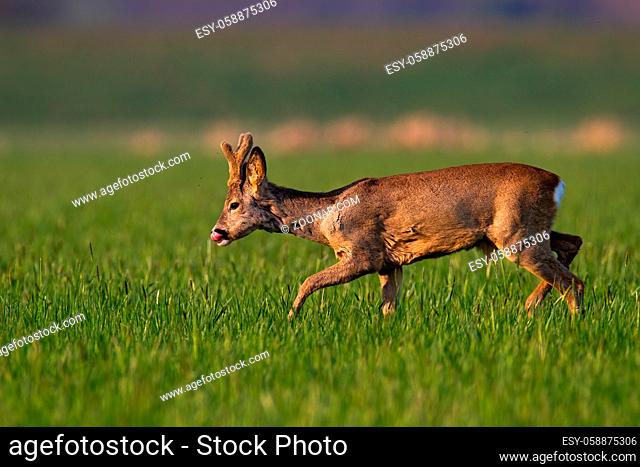 Roe deer, capreolus capreolus, with new growing antlers wrapped in velvet walking on grass. Brown roebuck licking on green field in springtime