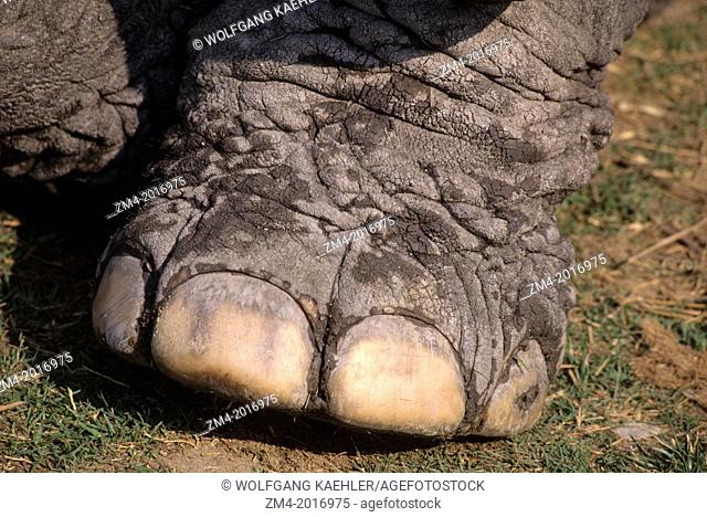 INDIA, ASSAM PROVINCE, KAZIRANGA NATIONAL PARK, CLOSE-UP OF ELEPHANT FOOT, TOES