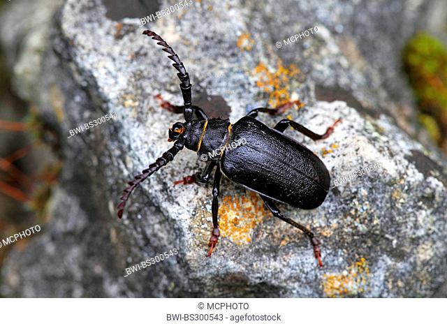 Prionus longhorn beetle, Greater British longhorn, The tanner, The sawyer (Prionus coriarius), sitting on rock, Germany, Baden-Wuerttemberg