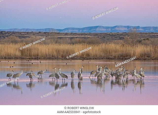 Evening, Sandhill Cranes (Grus canadensis) Bosque del Apache National Wildlife Refuge, New Mexico, USA, North America, colorful sky
