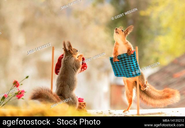 red squirrels are standing with an cloth line