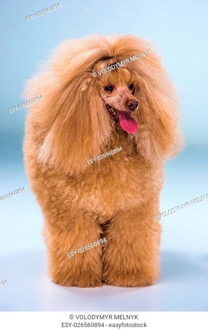 Red Toy Poodle puppy standing on a gray background