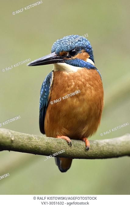 Eurasian Kingfisher (Alcedo atthis ), male bird, perched on a branch of a tree, frontal view, detailed close-up, wildlife, Europe