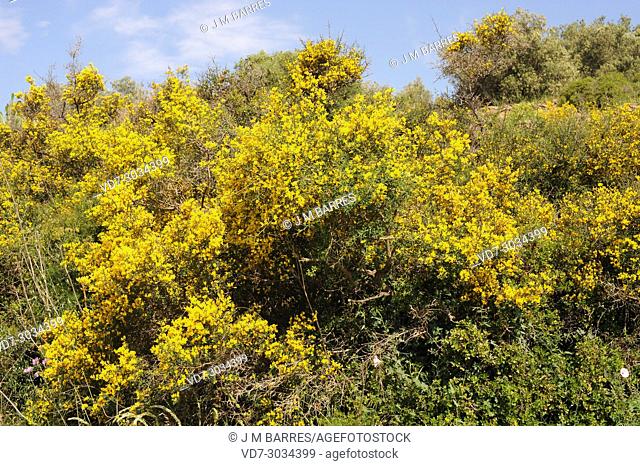 Spiny broom or thorny broom (Calicotome spinosa) is a densely branched spiny shrub native to Mediterranean Basin from Spain to Croatia
