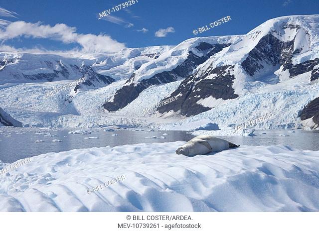 Crabeater Seal - on Ice Floes with snow capped mountains in background (Lobodon carcinophagus)