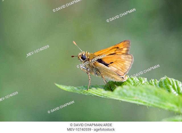 Large Skipper Butterfly (Ochlodes venatus)