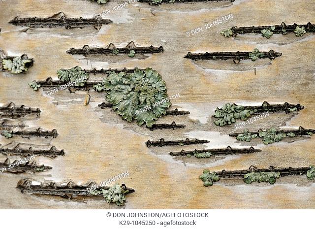 White birch Betula papyrifera Detail of bark with lichens