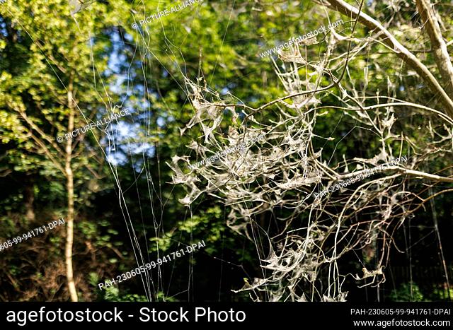 PRODUCTION - 01 June 2023, Bavaria, Nuremberg: Spider moths have covered a tree with a web. The caterpillars of some species of gossamer moths are responsible...