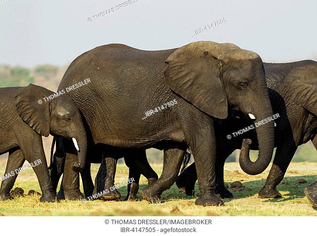 African Elephant (Loxodonta africana), breeding herd with has been crossing the Chobe River, Chobe National Park, Botswana