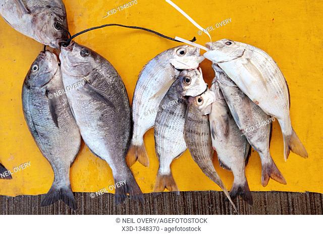Hottentot sea bream Pachymetopon blochii and Red Roman Chrysoblephus laticeps Sea bream fish