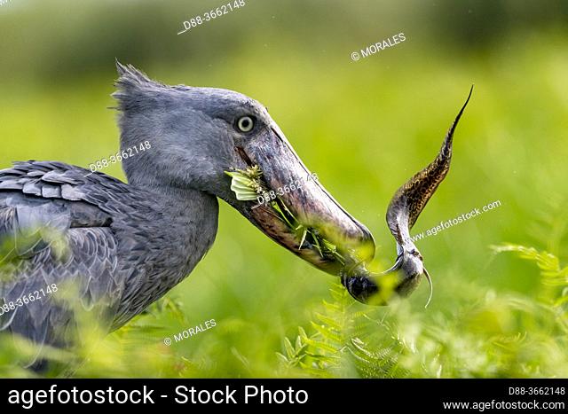 Africa, Uganda, Mabamba swamp, Shoebill (Balaeniceps rex), hunting for dipneuste (protoptera, pulmonary bony fish that bury themselves in the mud when water...