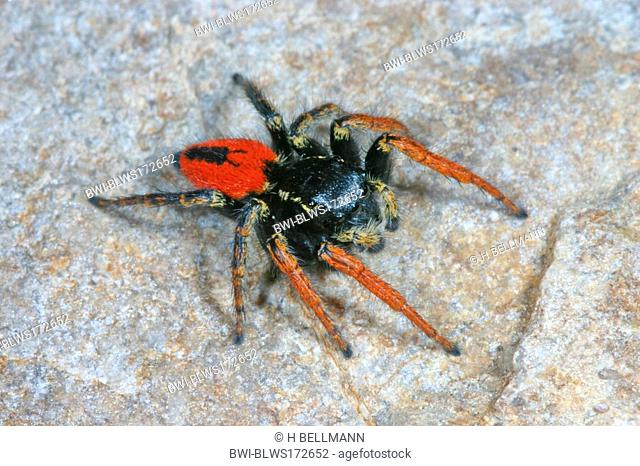 Jumping spider Philaeus chrysops, male sitting on a stone