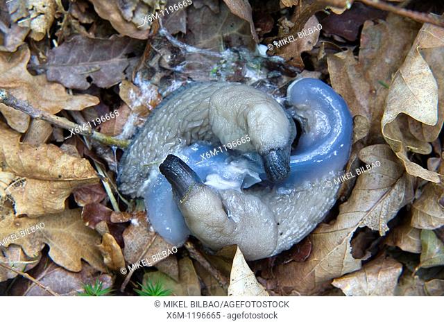 slugs at copulation Arion sp   Ucieda Valley  Saja-Besaya Natural Park  Cantabria, Spain