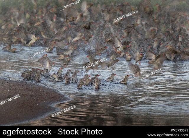 A flock of red billed quelea, Quelea quelea, fly from shalow water