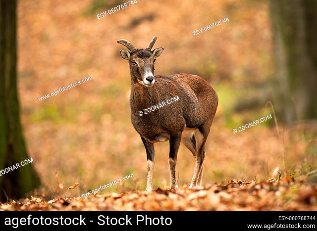 Old mouflon, ovis orientalis, ewe standing on orange foliage inside forest in autumn nature. Female mammal with short horns looking into camera in woodland