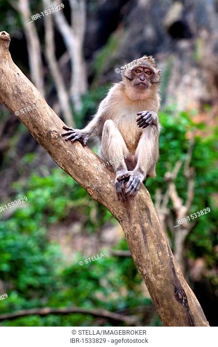 Tame Macaque (Macaca) in the cave temple Wat Suwan Kuha, Wat Tham, Wat Suwannakuha, monkey temple, near Phang Nga, Krabi province, Southern Thailand, Thailand