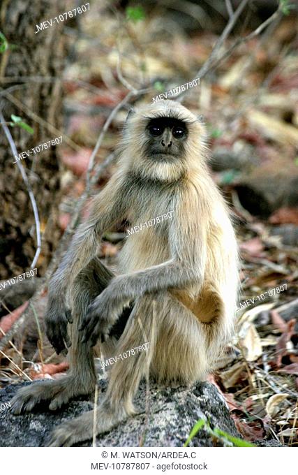 Hanuman Langur Monkey (Presbytis entellus)