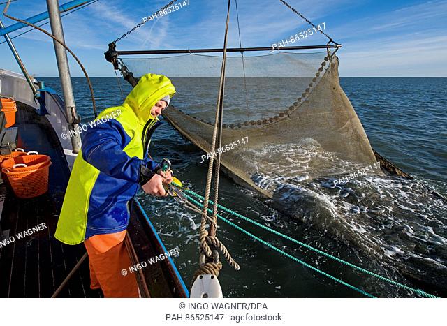 Fisherman Kevin Voss brings in one of the two dragnets, aboard the shrimp boat Nixe II in the North Sea off Dorum-Neufeld, Germany, 24 November 2016